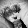 RemDog's profile picture