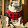 Фото профиля Disgruntled Pug
