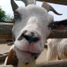goaty profil fotoğrafı