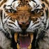 Tiger's profile picture
