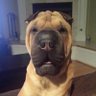 BobbyLand's profile picture
