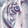 مش شغلك's profile picture