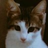 Mehmet Yüksel's profile picture