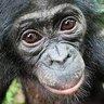 Bonobo 的头像