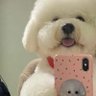 gi 的头像