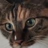 Profilbild von fynonoy