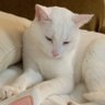 Cat profil fotoğrafı
