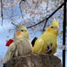 おりん profil fotoğrafı