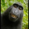 Profilbild von V1rtus