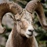 ColdSheep's profile picture