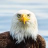 Фото профиля Anne McKinnell 🦅🐬🦁 🐻