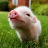 Alex 🐷 的头像