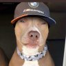 BradaX's profile picture