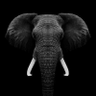 Edzin99's profile picture