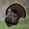 Profilbild von TomGallopavo