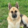 Ashish Dharni profil fotoğrafı
