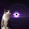 Profilbild von 空に宇宙を見出したねこ