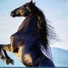 صهيل الخيل's profile picture