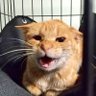 妖怪ネコマタ「猫走族」's profile picture