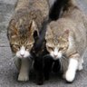 ハルオ profil fotoğrafı