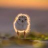 Soulmarty 的头像