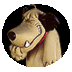 Emi Ligure profil fotoğrafı