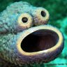 Fish's profile picture