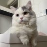 Profilbild von StellaSong0724