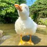 free刺客's profile picture