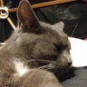 Annie's profile picture