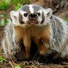 Uncle Badger 的头像