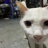 DAI profil fotoğrafı