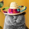 Profilbild von Drunk Gato