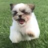 だんろ🐶/個人開発 的头像