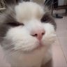 🐔哥🇹🇼 profil fotoğrafı