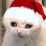 S4l4m14u's profile picture