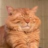 茶虎 的头像
