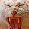 Фото профиля PETER LISTON