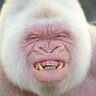 Vanilla Gorilla🇨🇦 🏴🇮🇪🇩🇰's profile picture