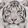 Fran Parras's profile picture