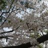 あんぱん profil fotoğrafı