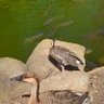 とっつぁん profil fotoğrafı