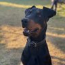 Aram profil fotoğrafı
