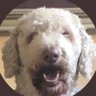 Ted E. Bear's profile picture