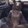 Profilbild von Brad Cruise