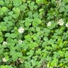 YOKO🍀毎月17日は減塩の日🧂22日は禁煙の日🚭 profil fotoğrafı