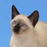 Profilbild von 🐱🐱🐱
