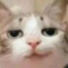 Canned Jar Food's profile picture