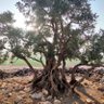 osmanthus profil fotoğrafı