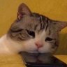 Beeekaaaaa's profile picture